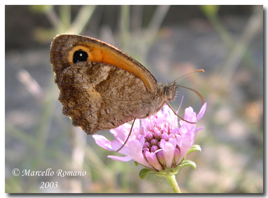 Prime visioni: 3. Pyronia cecilia (Lepidoptera, Satyridae)